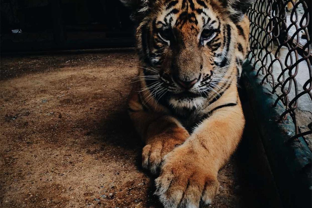 Sunt cum dolorum nisi debitis perspiciatis quos